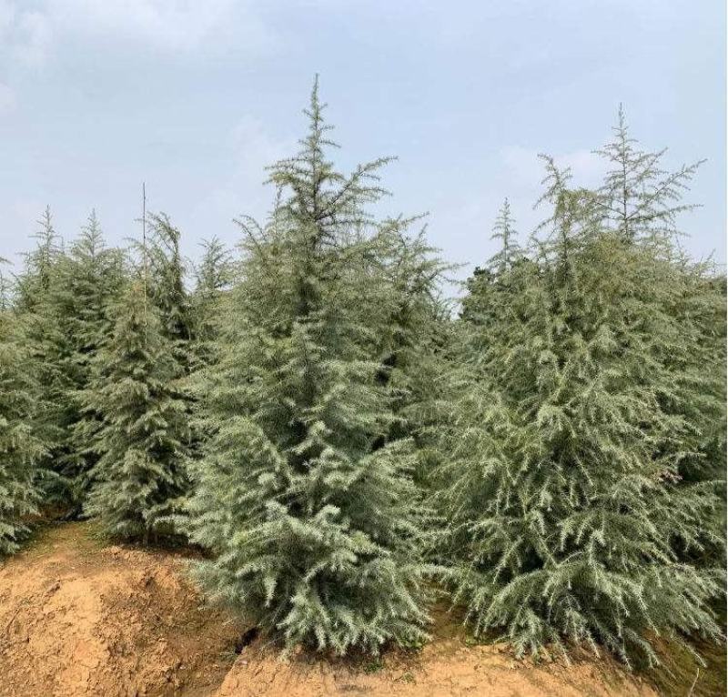 雪松3-7米高，基地直销，销售各种花木，欢迎各位老板