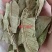 番石榴叶，野生，无杂整叶产地直销，量大从优
