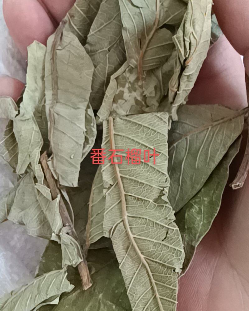 番石榴叶，野生，无杂整叶产地直销，量大从优