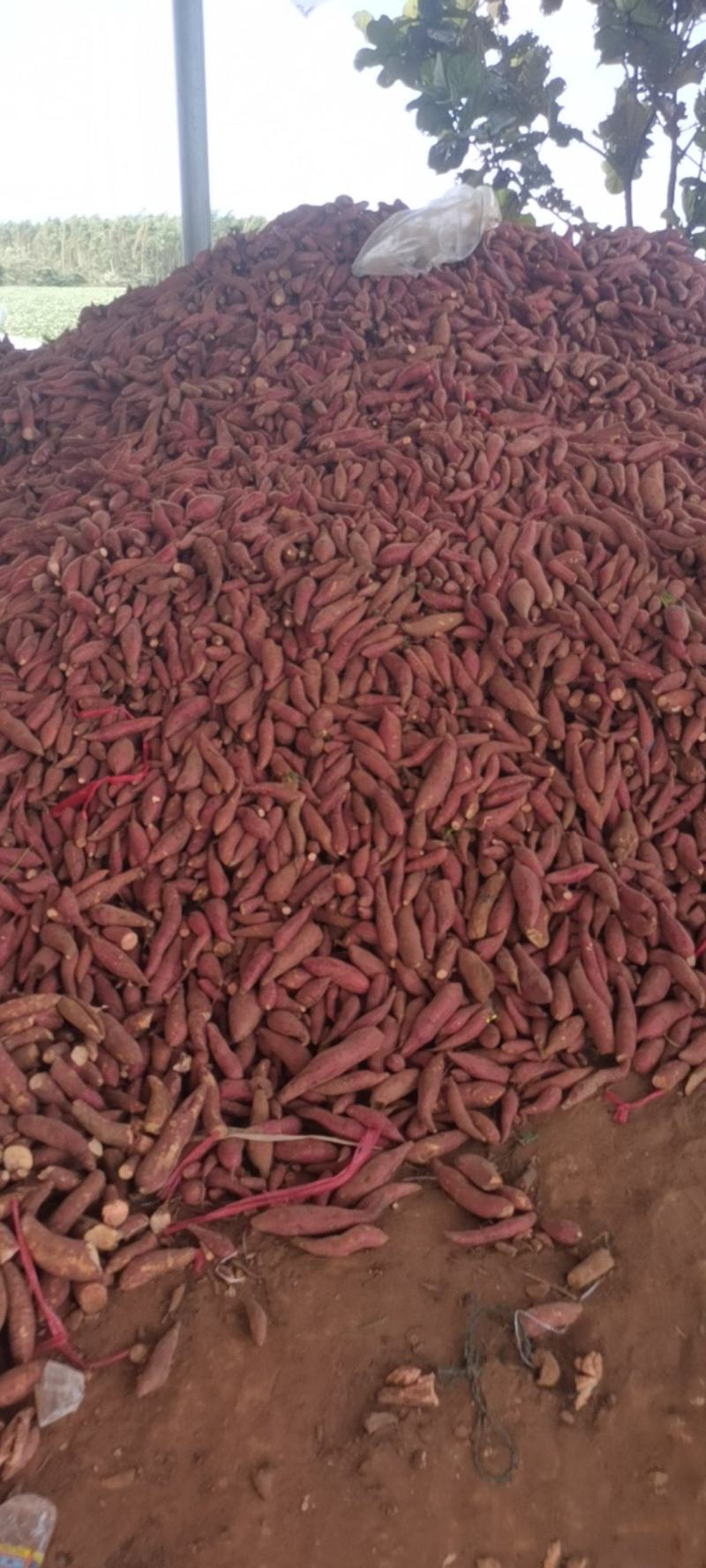 养殖红薯，加工厂薯每天大量有货