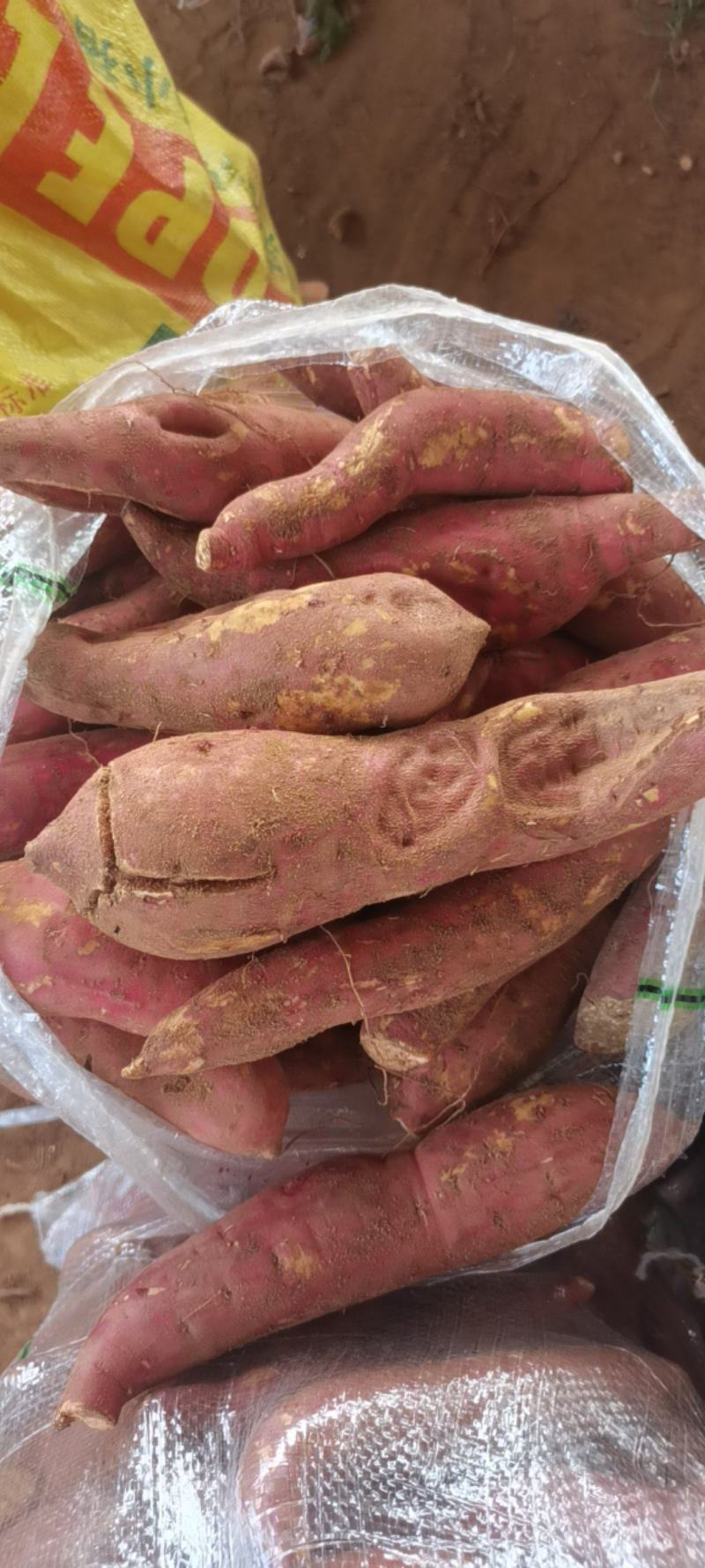 养殖红薯，加工厂薯每天大量有货