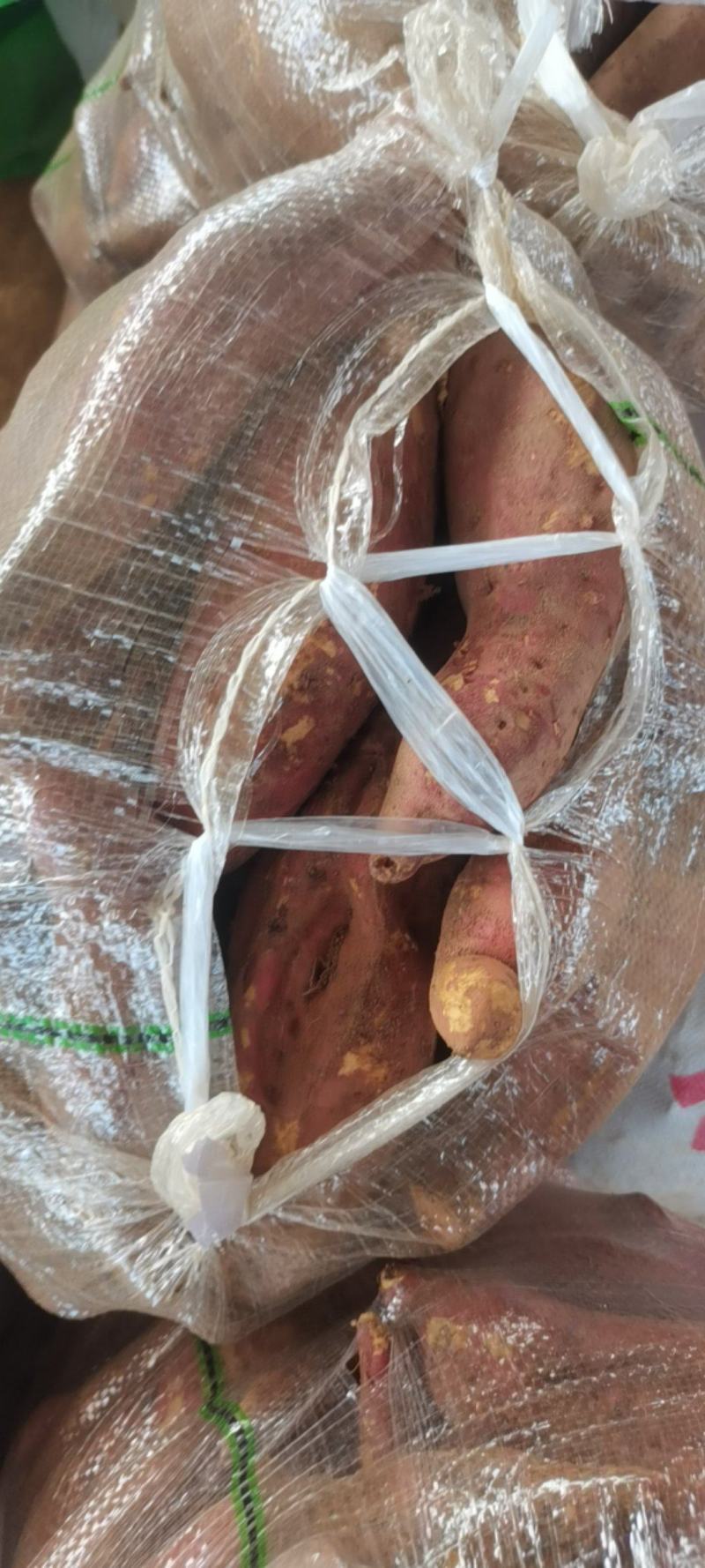 养殖红薯，加工厂薯每天大量有货