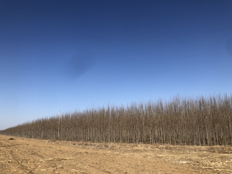 苗圃直销2-5公分杜仲，干柴价