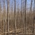 苗圃直销2-5公分杜仲，干柴价