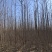 苗圃直销2-5公分杜仲，干柴价