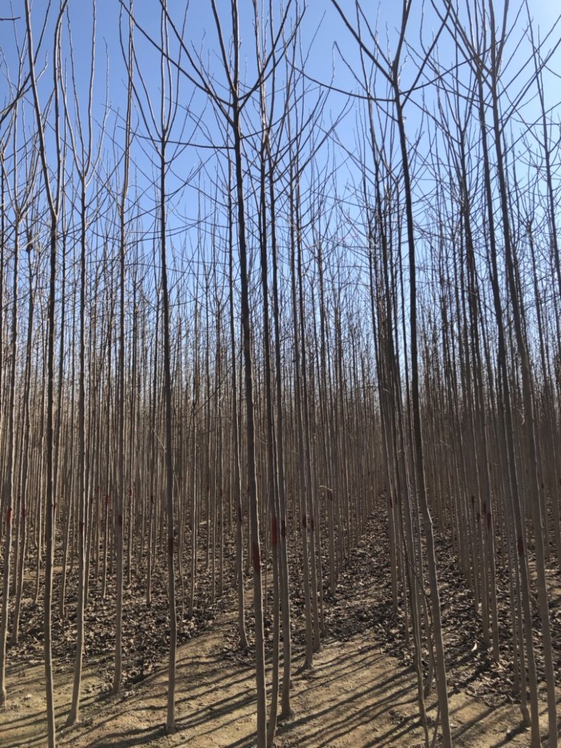 苗圃直销2-5公分杜仲，干柴价
