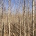 苗圃直销2-5公分杜仲，干柴价