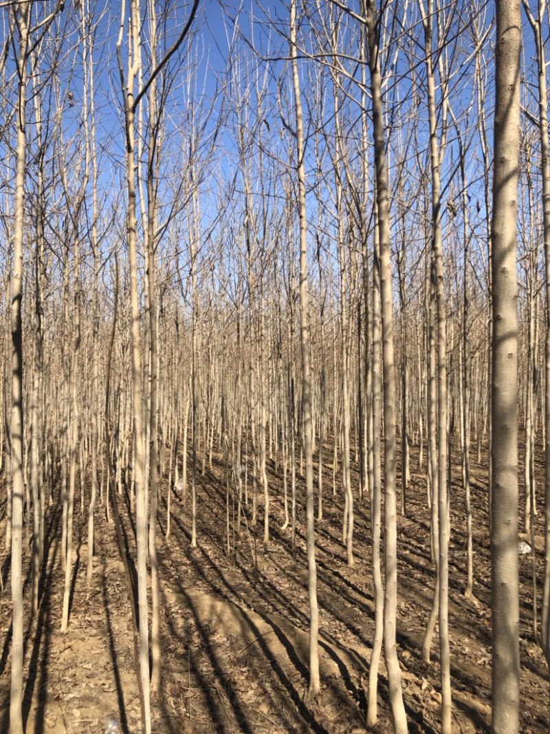 苗圃直销2-5公分杜仲，干柴价