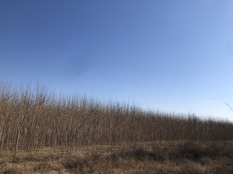 苗圃直销2-5公分杜仲，干柴价