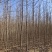 苗圃直销2-5公分杜仲，干柴价