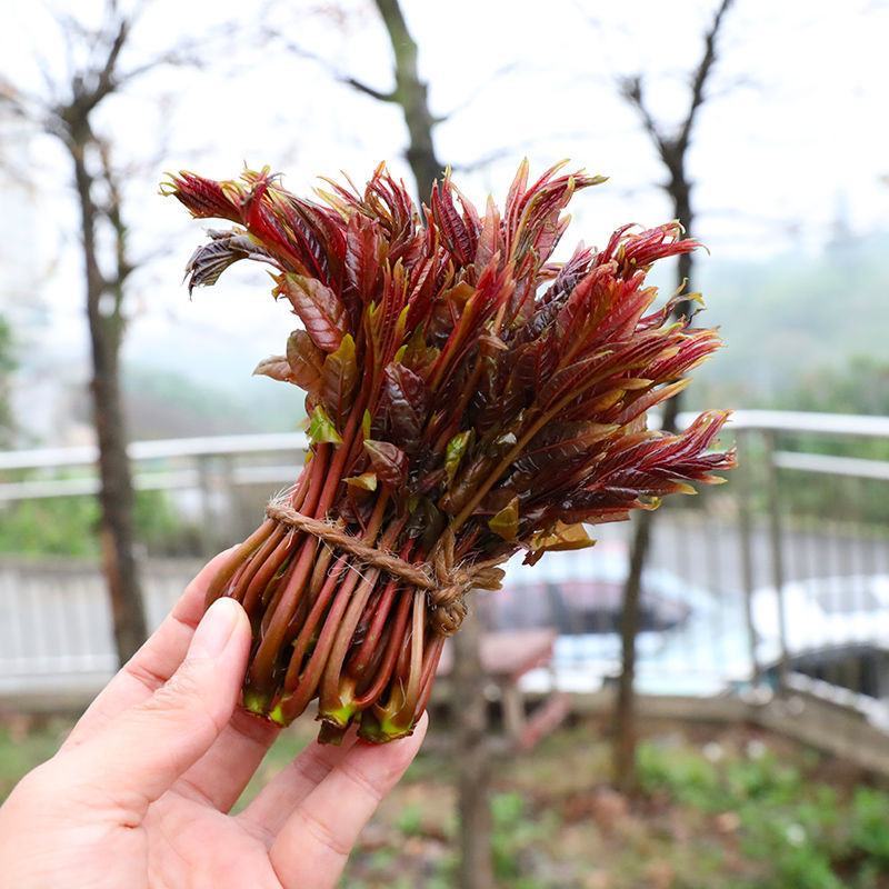 香椿【红香椿芽】红油香椿芽，腌制香椿芽，新鲜采摘全国发货
