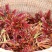 香椿【红香椿芽】红油香椿芽，腌制香椿芽，新鲜采摘全国发货