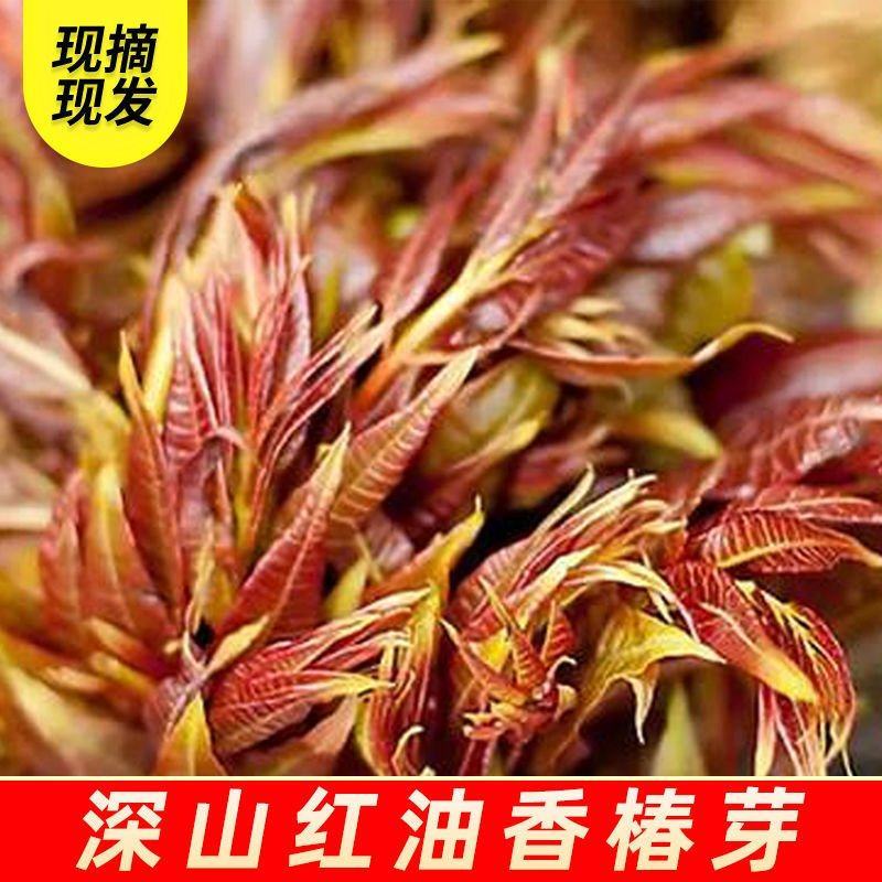 香椿【红香椿芽】红油香椿芽，腌制香椿芽，新鲜采摘全国发货