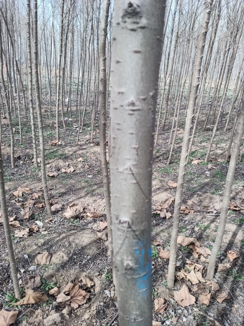 榆树苗，鲁西北兴苗木基地，当年小叶榆树苗量大