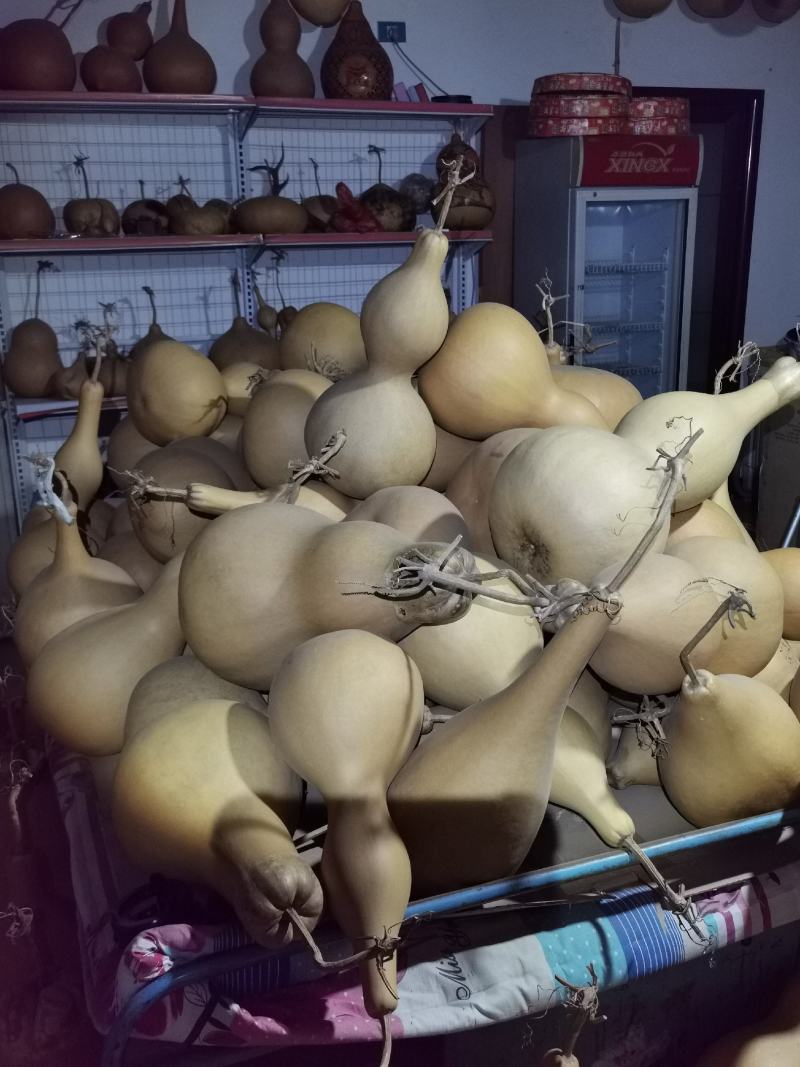 山西葫芦