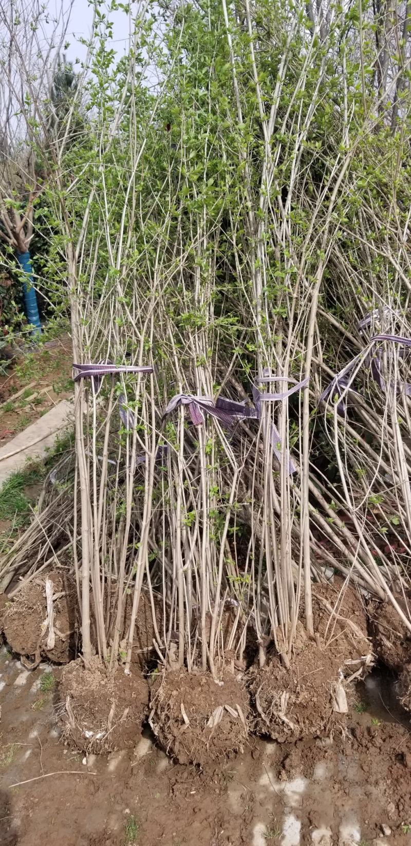 丛生金银木1.5米冠，高度250厘米，直销。量大供应