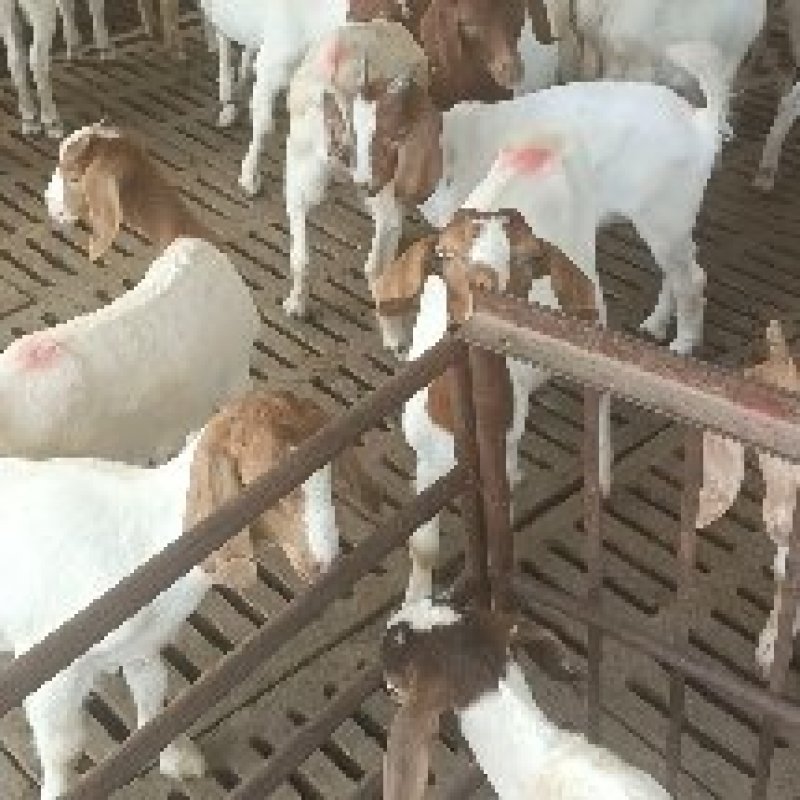 波尔山羊，成长发育快，耐寒耐热，抗病能力强，适应能力强，