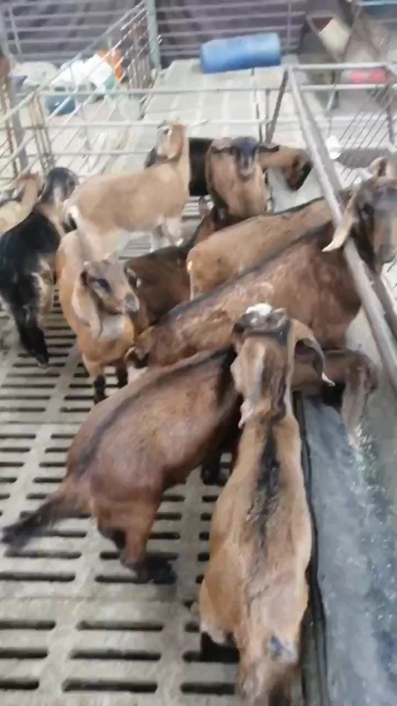 波尔山羊，成长发育快，耐寒耐热，抗病能力强，适应能力强，
