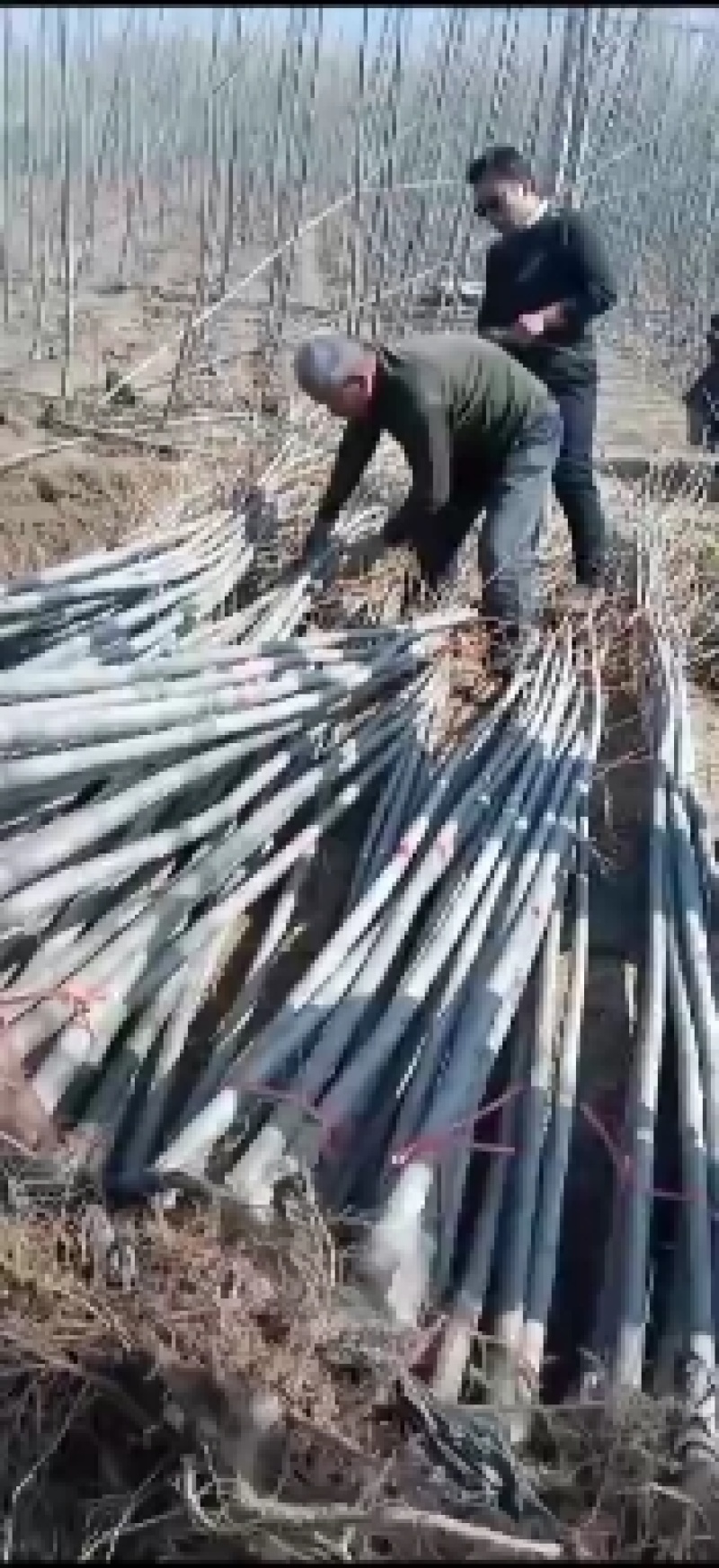107速生杨树苗，苗木基地农户种植，无病虫害，量大优惠