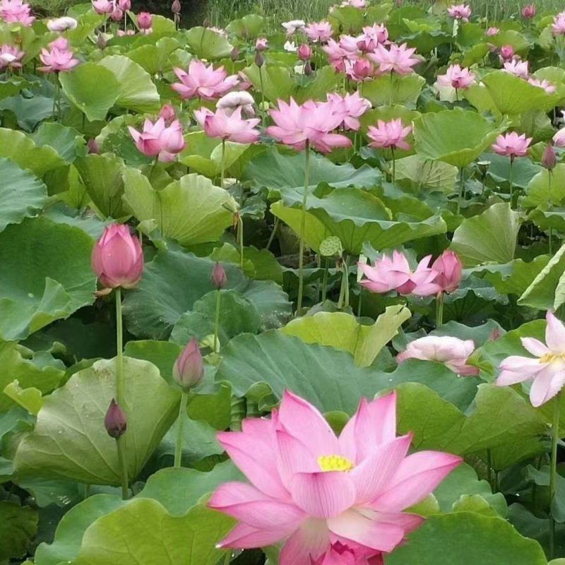 湘莲太空莲粉食用种苗观赏莲种苗水生植物种苗带芽带莲藕种苗