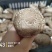 河北邢台保定鲜香菇七河9号T2质优价廉全年供应电商