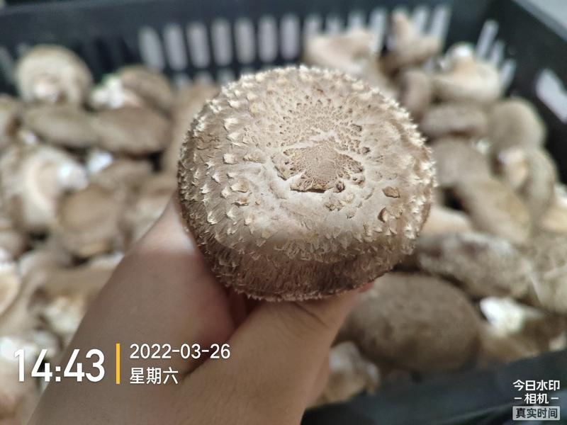 河北邢台保定鲜香菇七河9号T2质优价廉全年供应电商