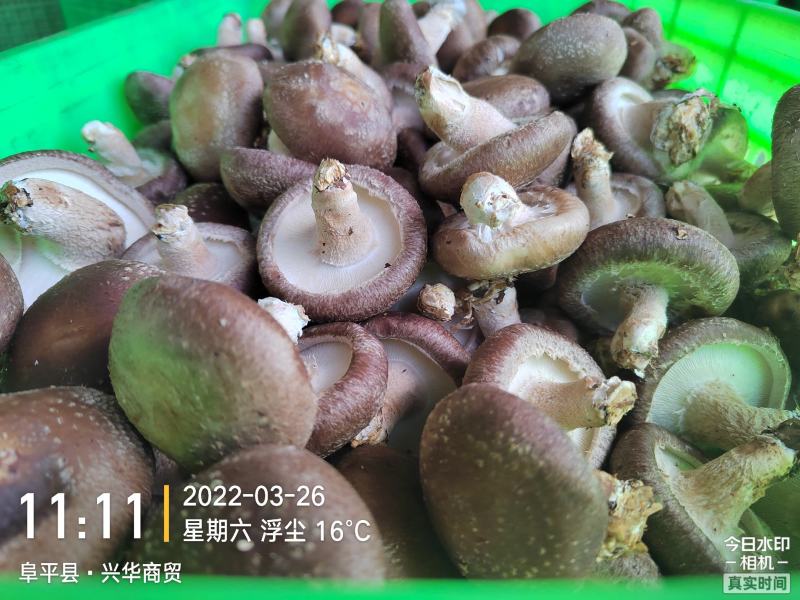 河北邢台保定鲜香菇七河9号T2质优价廉全年供应电商