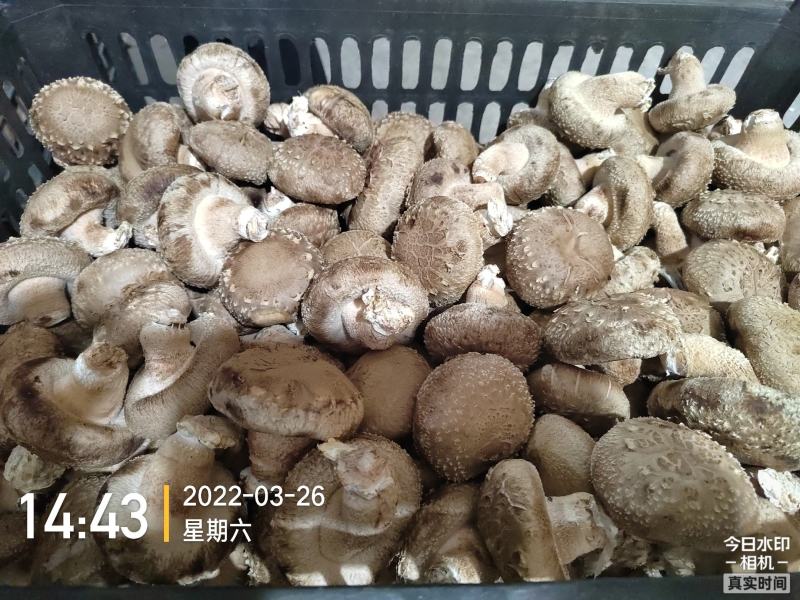 河北邢台保定鲜香菇七河9号T2质优价廉全年供应电商