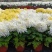 清明节祭奠用黄白菊花，龙爪菊盆栽，坤盛花卉基地批发