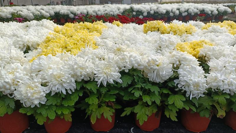 清明节祭奠用黄白菊花，龙爪菊盆栽，坤盛花卉基地批发
