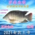 罗非鱼苗海南一号淡水特大好养雄性大种脆肉养殖包邮包活包损