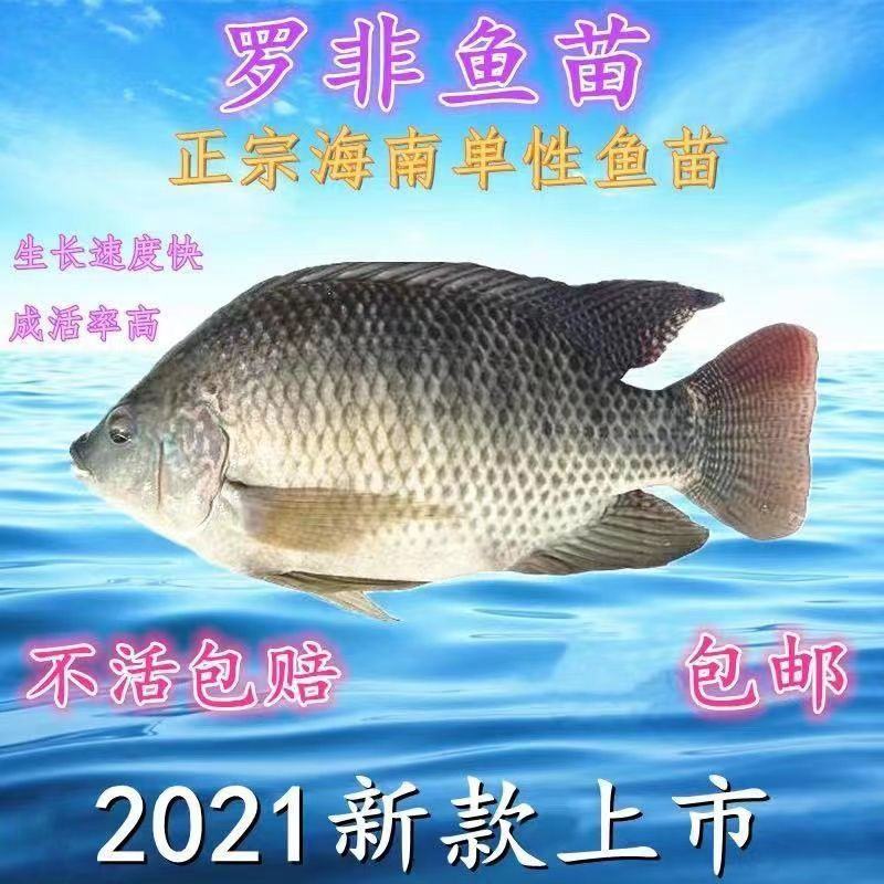 罗非鱼苗海南一号淡水特大好养雄性大种脆肉养殖包邮包活包损