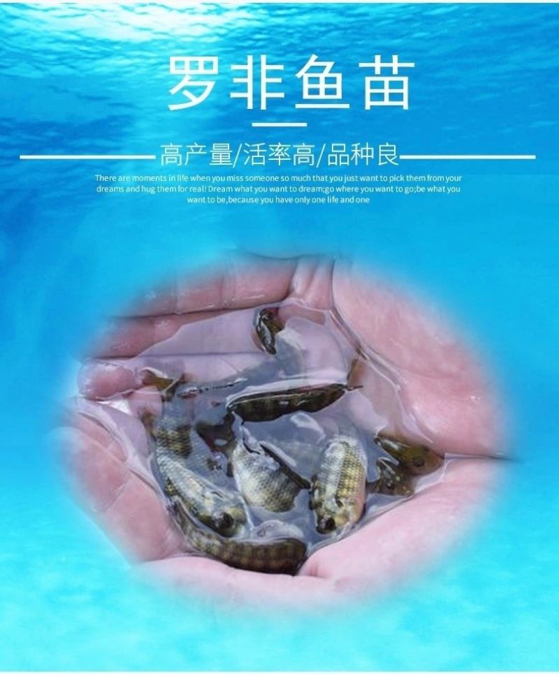 罗非鱼苗海南一号淡水特大好养雄性大种脆肉养殖包邮包活包损