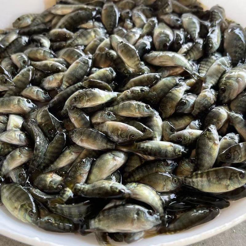 罗非鱼苗海南一号淡水特大好养雄性大种脆肉养殖包邮包活包损