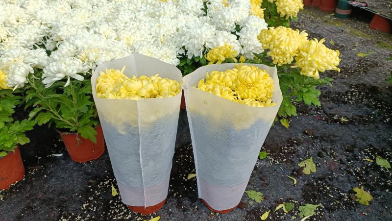 清明节祭奠用黄白菊花，龙爪菊盆栽，坤盛花卉基地批发