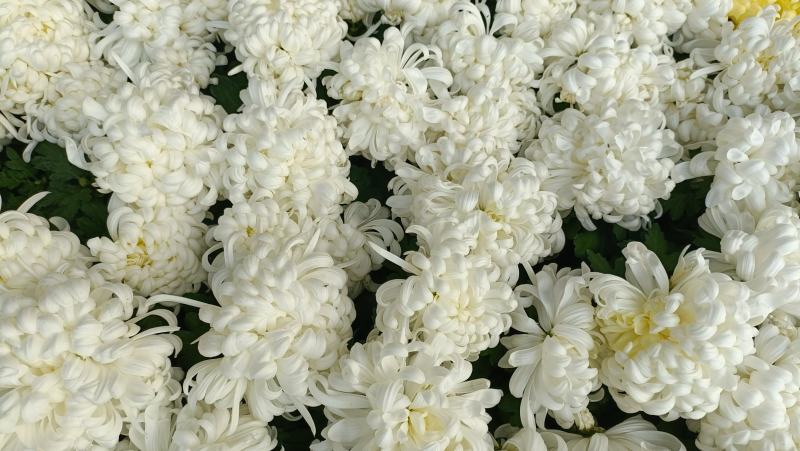 清明节祭奠用黄白菊花，龙爪菊盆栽，坤盛花卉基地批发