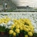清明节祭奠用黄白菊花，龙爪菊盆栽，坤盛花卉基地批发