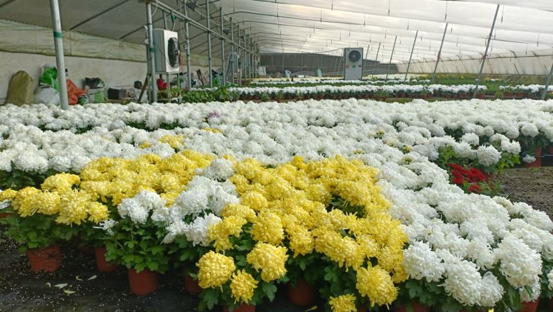 清明节祭奠用黄白菊花，龙爪菊盆栽，坤盛花卉基地批发