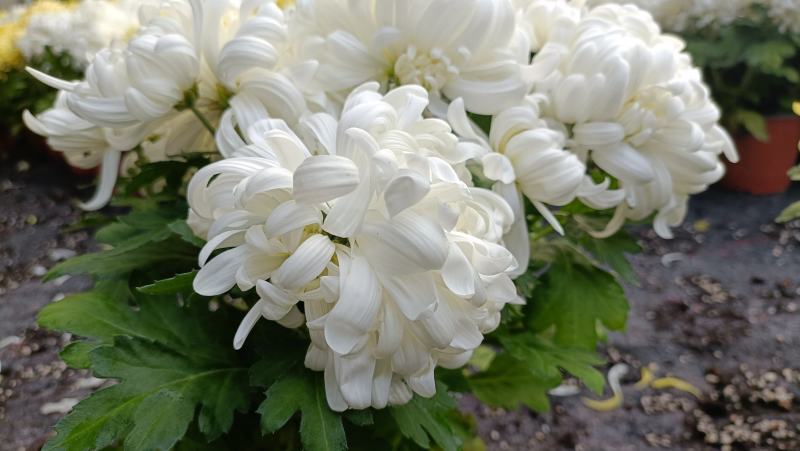 清明节祭奠用黄白菊花，龙爪菊盆栽，坤盛花卉基地批发