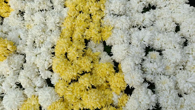 清明节祭奠用黄白菊花，龙爪菊盆栽，坤盛花卉基地批发