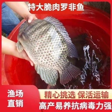 罗非鱼苗海南一号淡水特大好养雄性大种脆肉养殖包邮包活包损