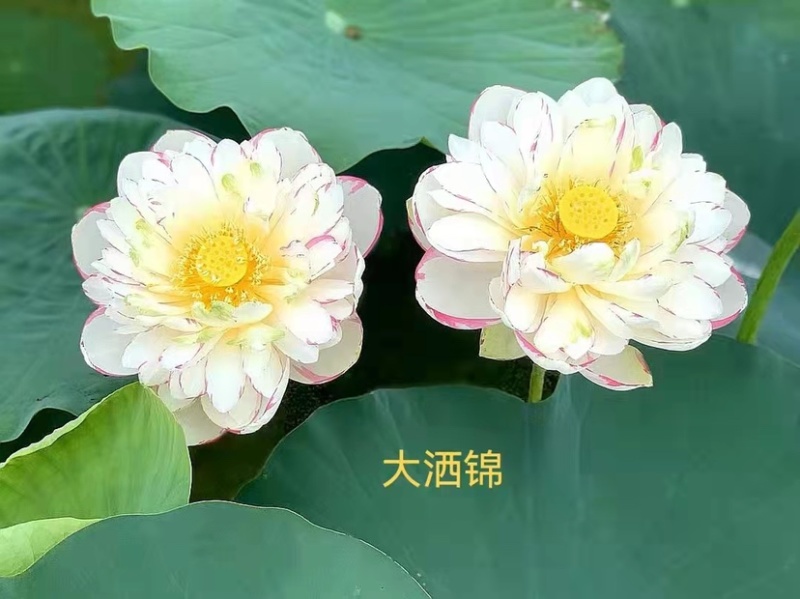 【荷花种苗】精品荷花种苗品种多质量好欢迎电话咨询