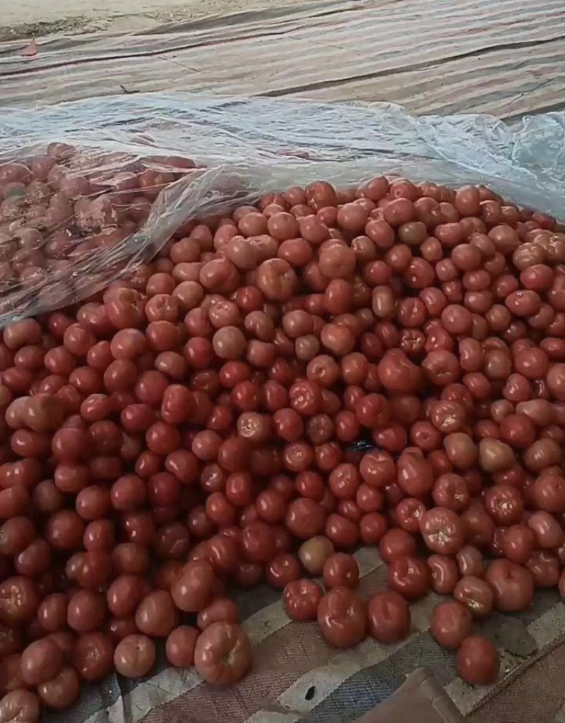 精品西红柿，大量上市，山东省聊城市东昌府区，
