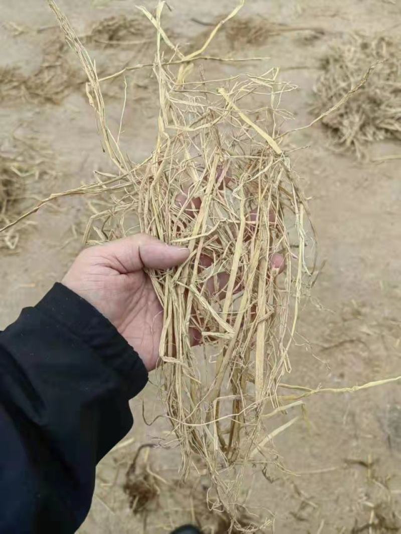 【推荐】精品稻草草料饲料牛羊饲料产地直发一手货源