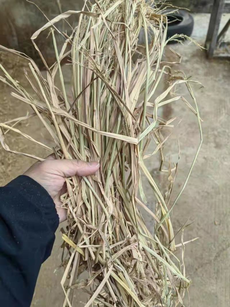 【推荐】精品稻草草料饲料牛羊饲料产地直发一手货源