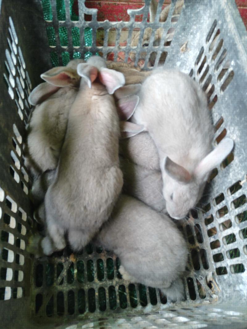 优选种兔苗，小兔，现货，已打疫苗，抗病能力强，快大型
