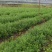 江西红豆杉小苗，基地直发，庭院绿化大量供应一手货