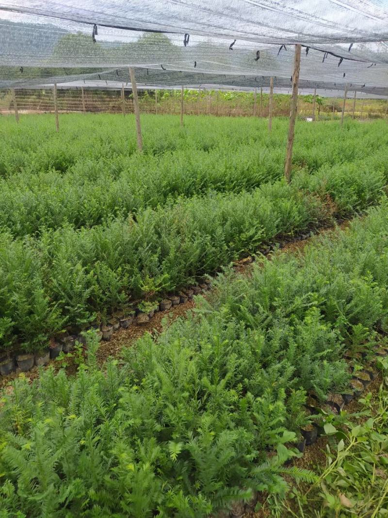 江西红豆杉小苗，基地直发，庭院绿化大量供应一手货