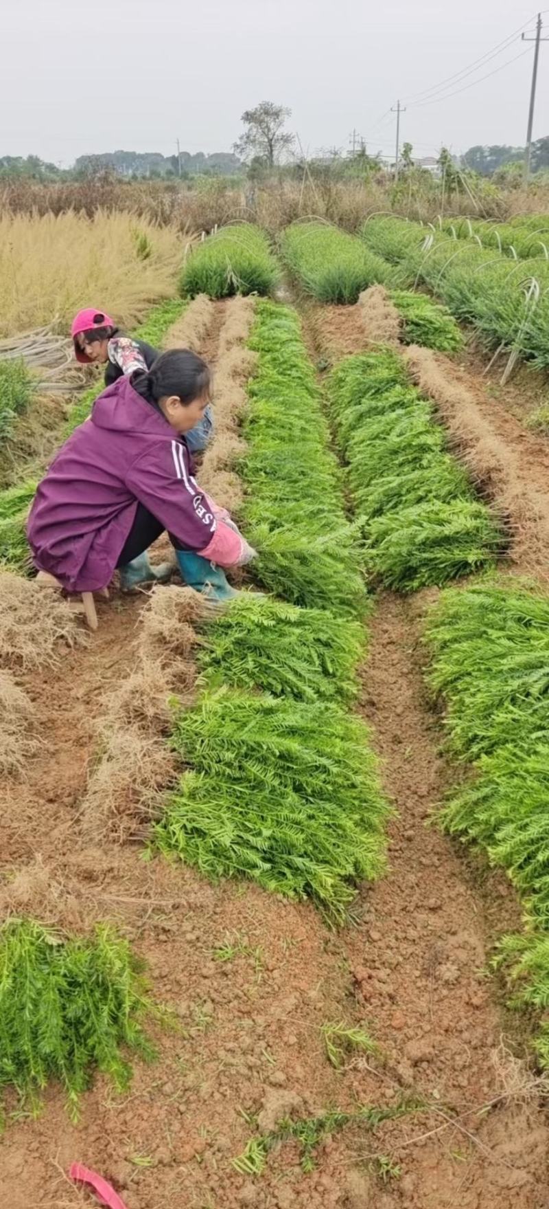 江西红豆杉小苗，基地直发，庭院绿化大量供应一手货