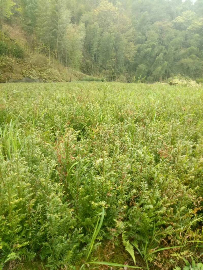 江西红豆杉小苗，基地直发，庭院绿化大量供应一手货